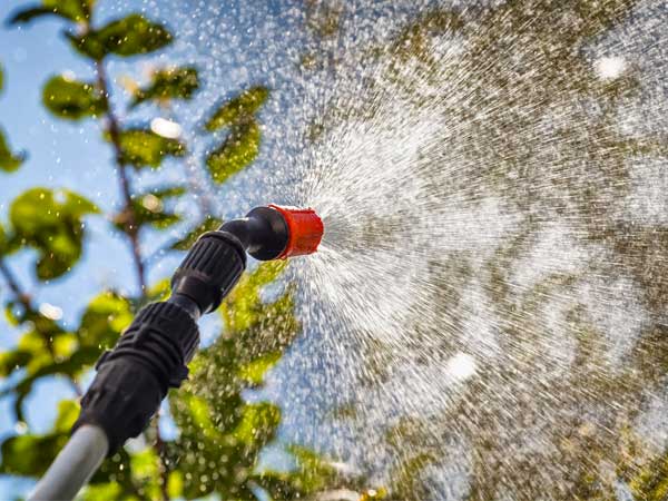 valutiamo-le-condizioni-degli-infestanti-mirandola