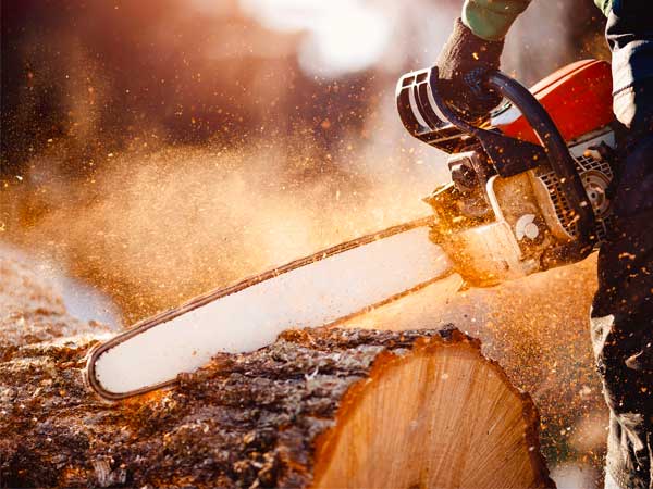 abbattimento-alberi-ad-alto-fusto-gonzaga