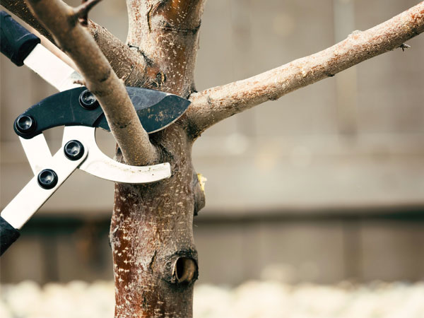 taglio-di-alberi-ad-alto-fusto-mirandola